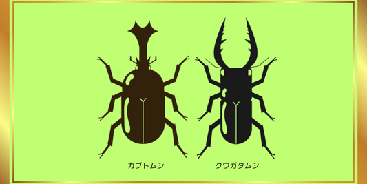 カブトムシ・クワガタムシの飼育の違い