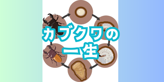 カブクワの一生