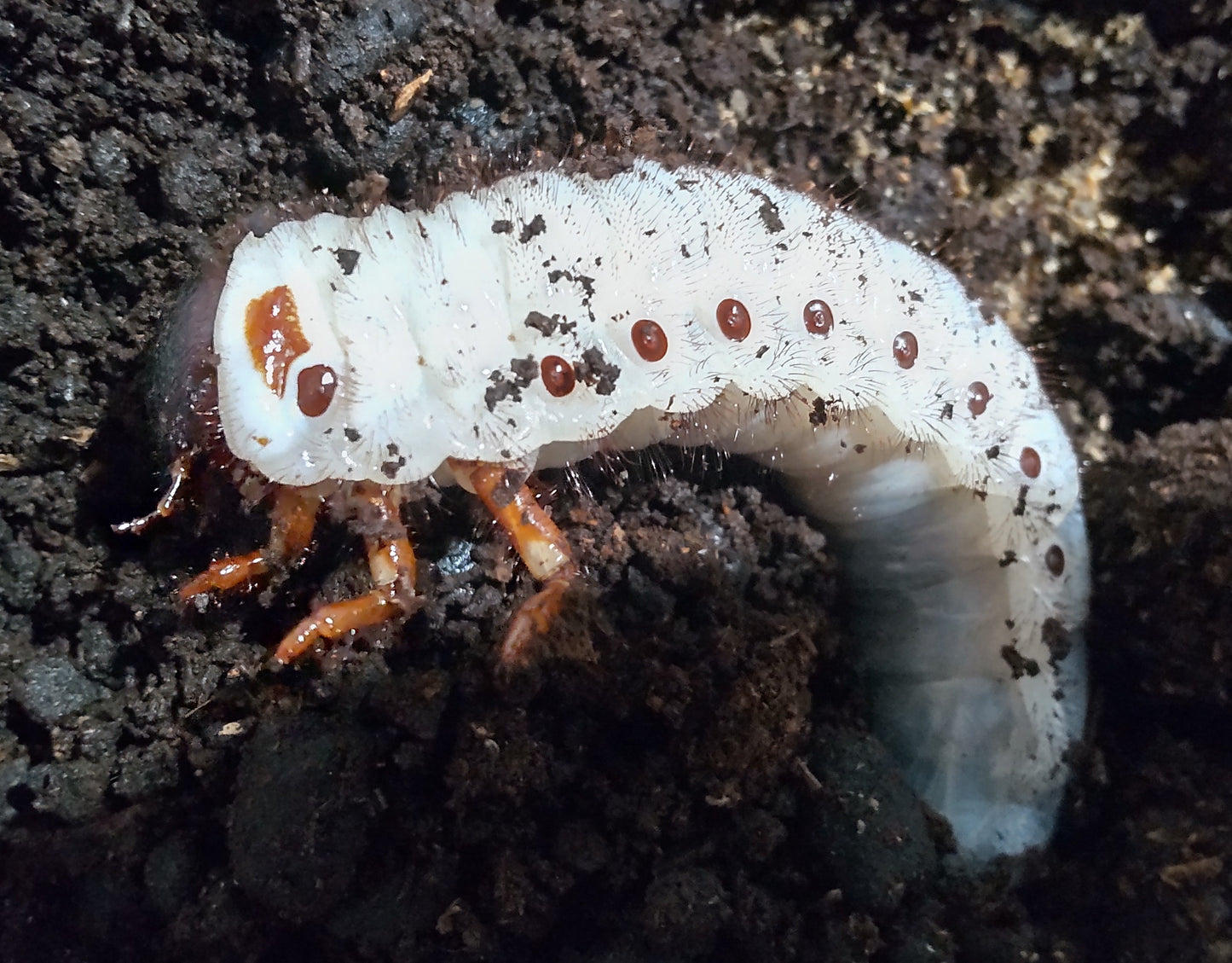 ヘラクレスリッキー 3令幼虫ペア