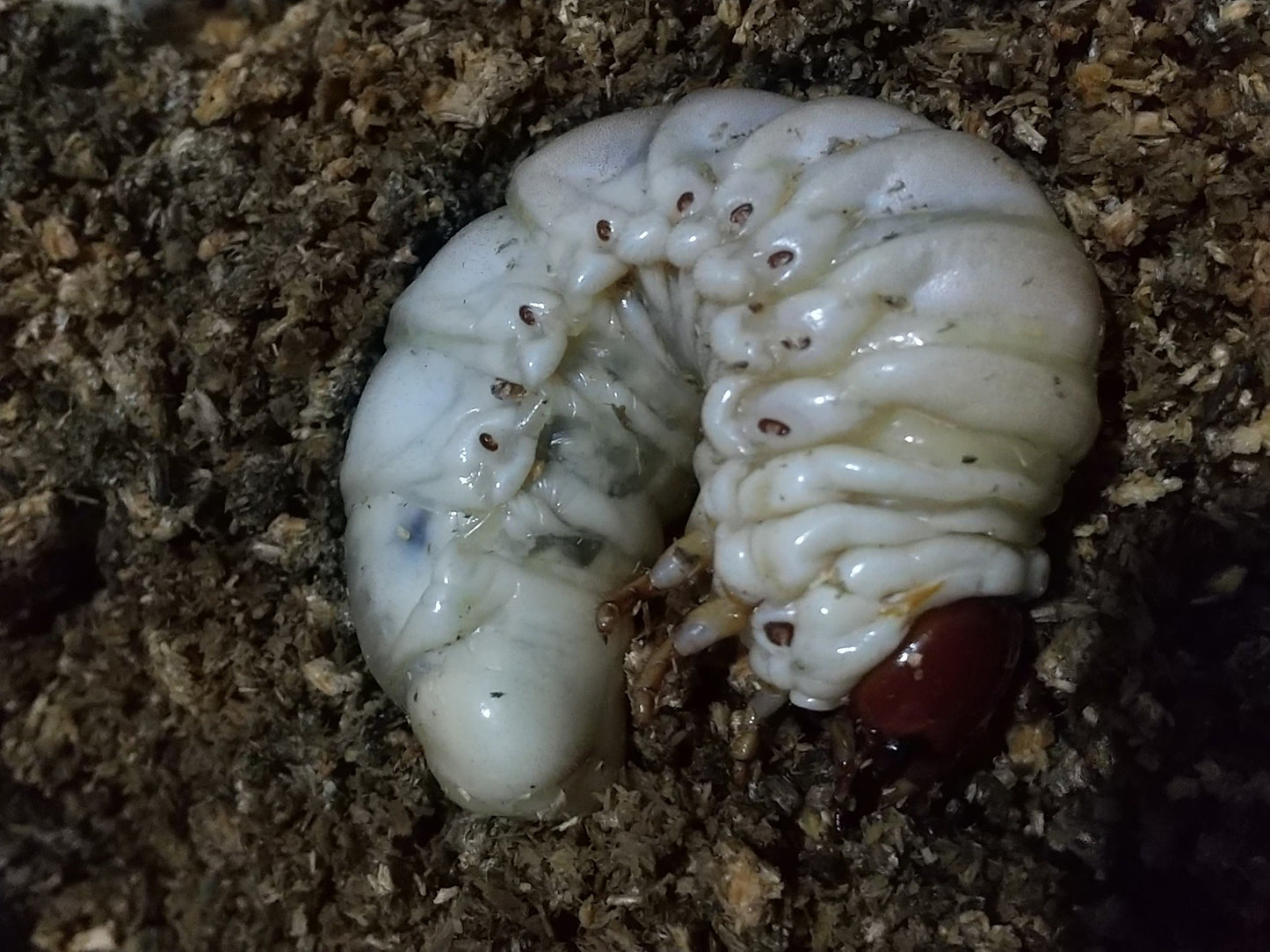 タランドゥスオオツヤクワガタ 3令幼虫ペア