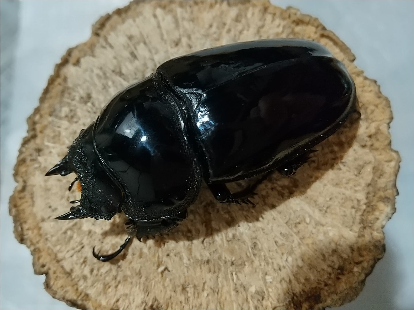 タランドゥスオオツヤクワガタ 3令幼虫ペア