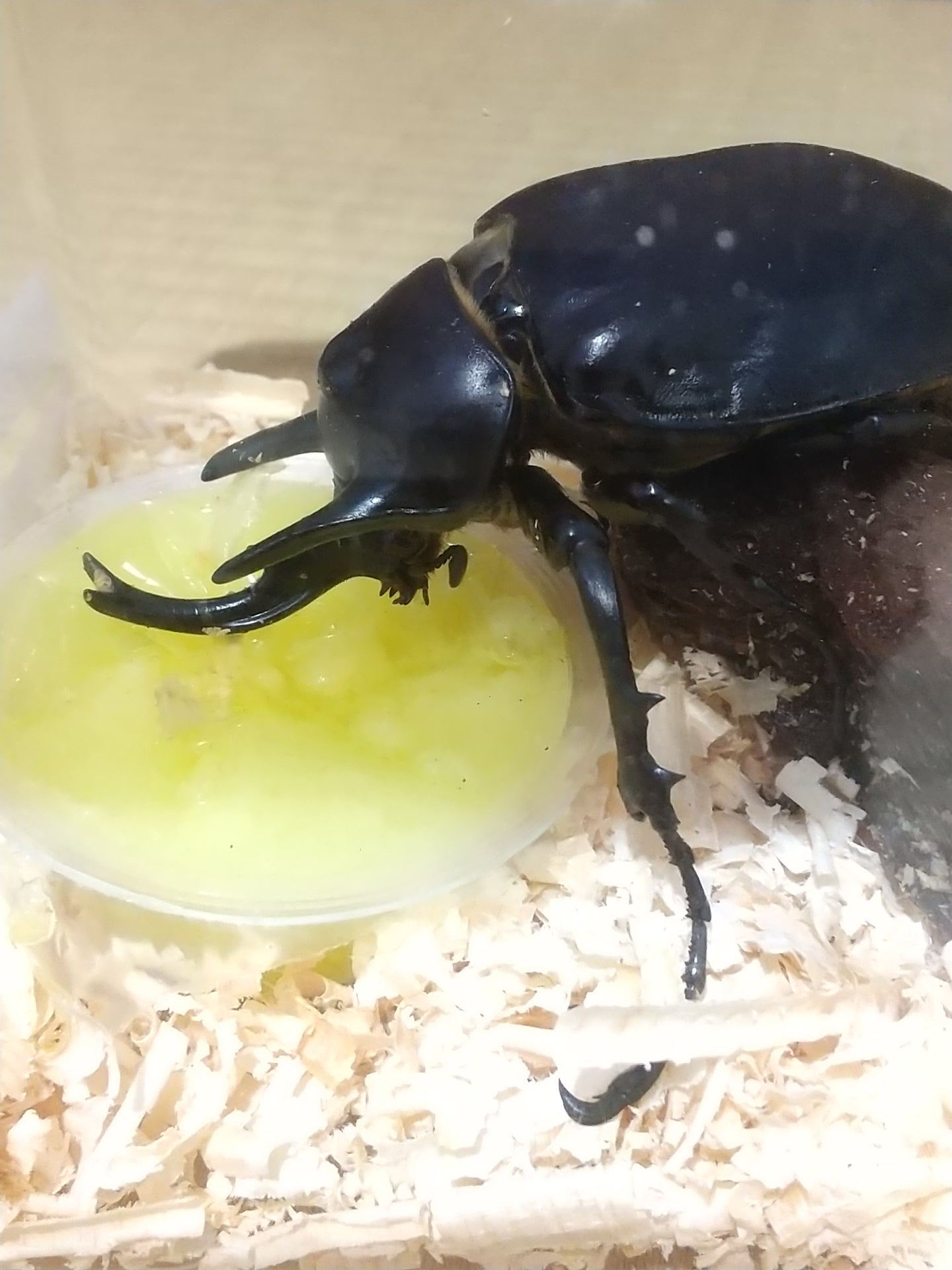 【飼育用品】ドルクスゼリーL 20個入り