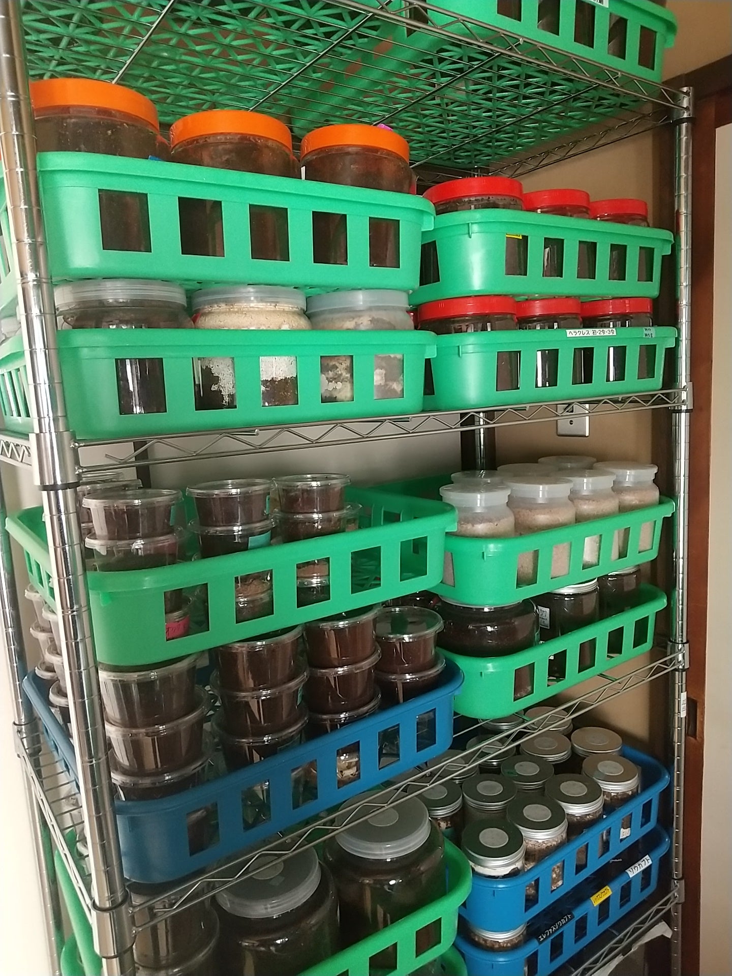 【飼育用品】積み重ねるコンテナ L