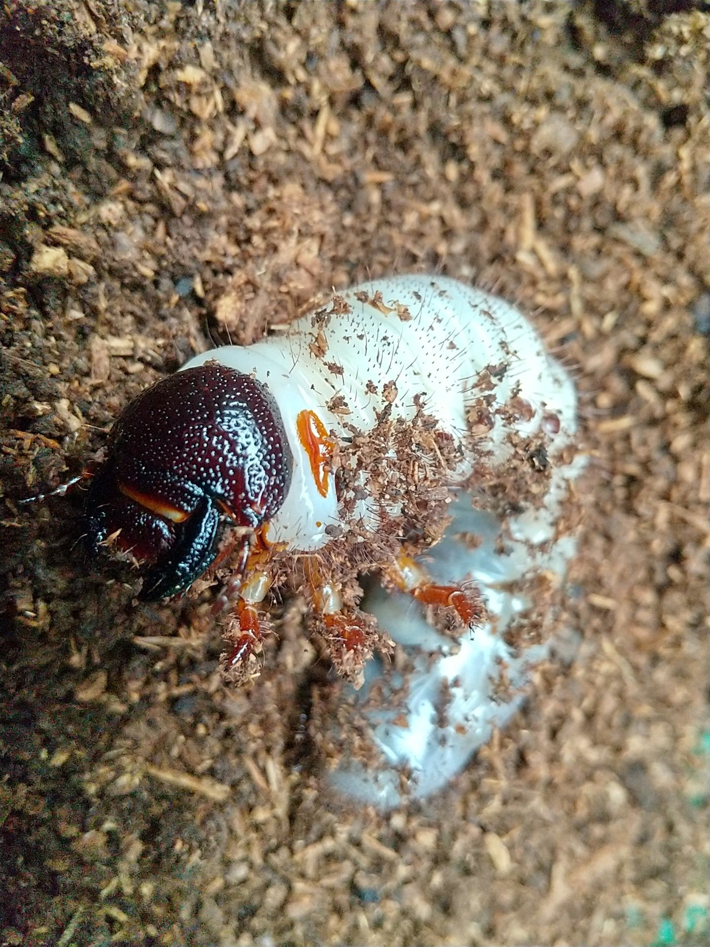 アトラスオオカブト 3令幼虫ペア