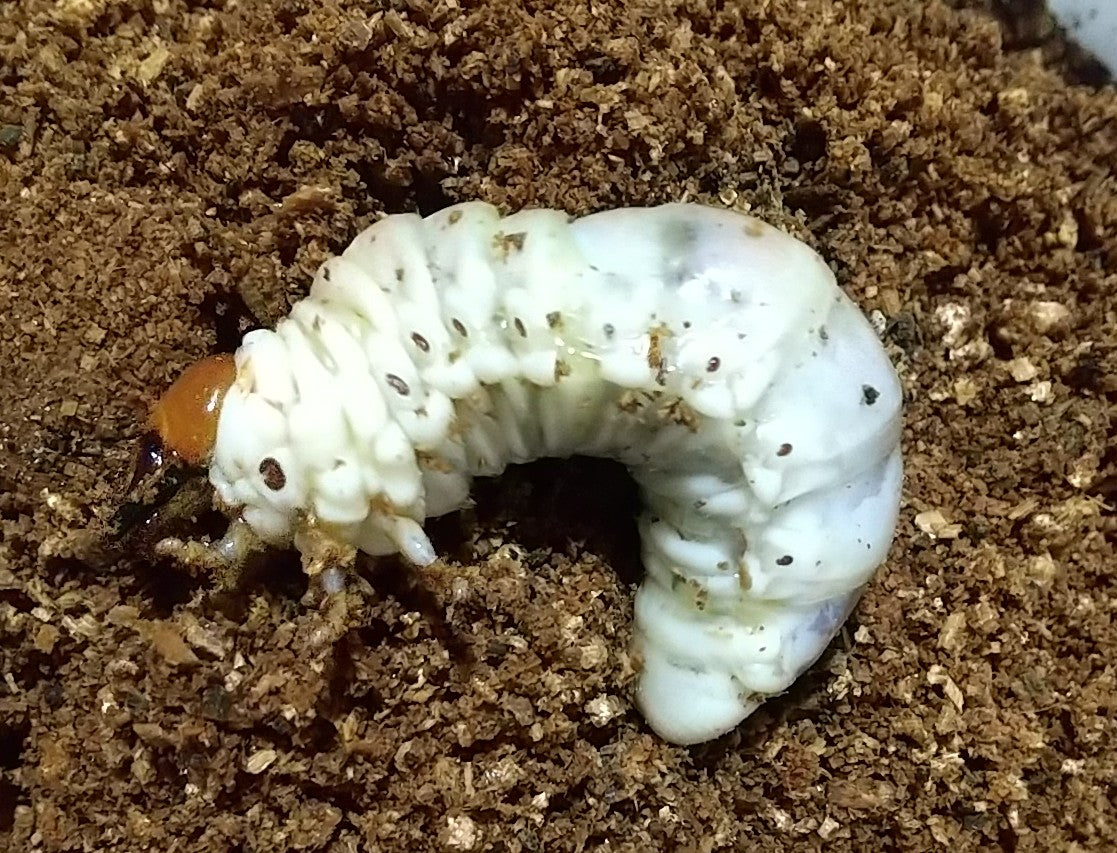 タランドゥスオオツヤクワガタ 3令幼虫ペア