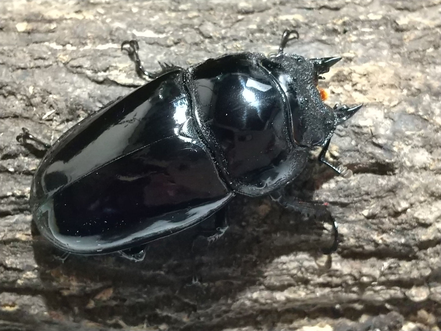 タランドゥスオオツヤクワガタ