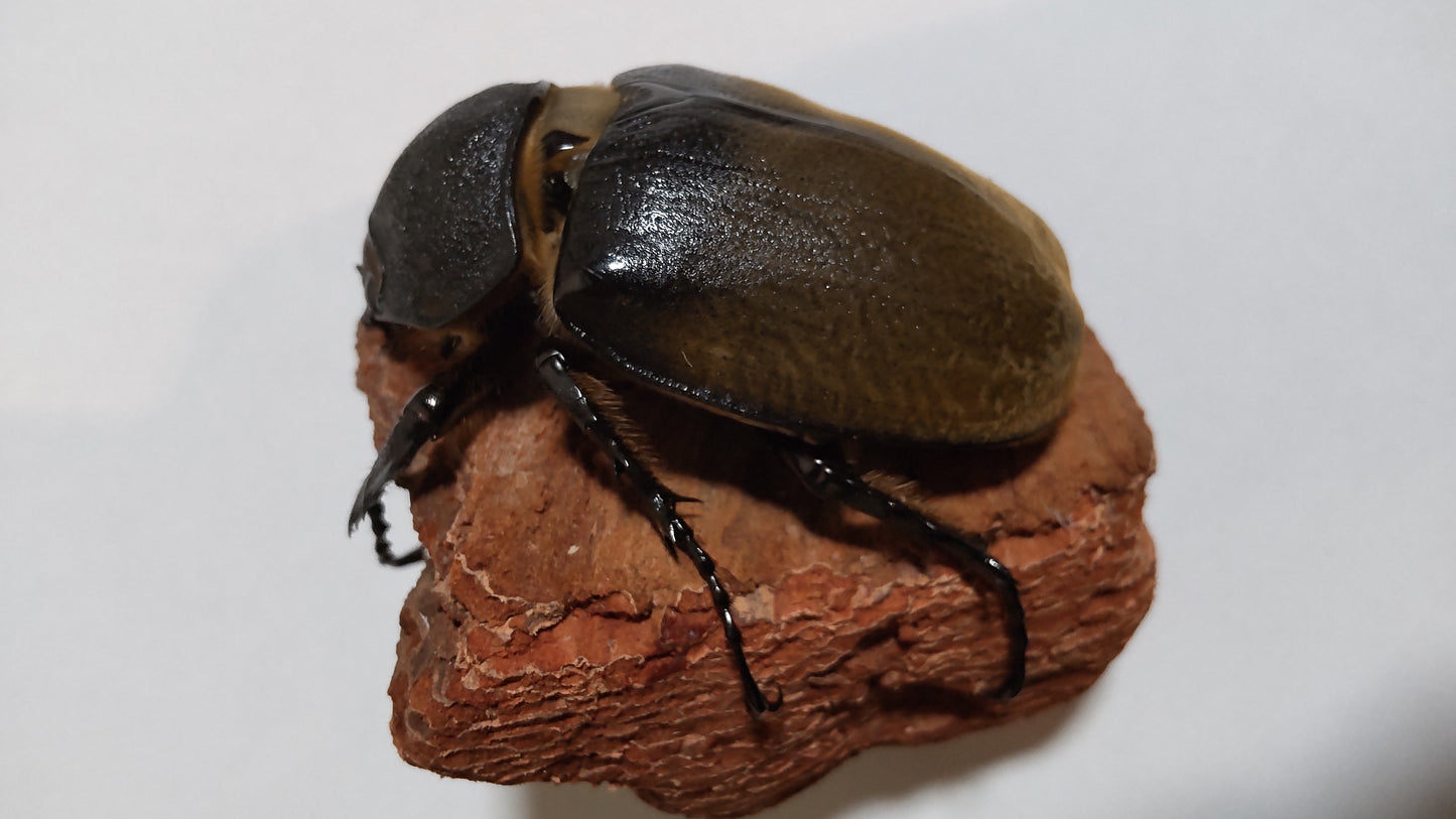 エレファスゾウカブト　成虫メス