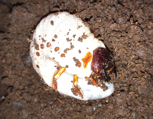 ネプチューンオオカブト　３令幼虫ペア