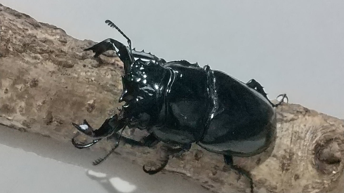 タランドゥスオオツヤクワガタ　成虫ペア