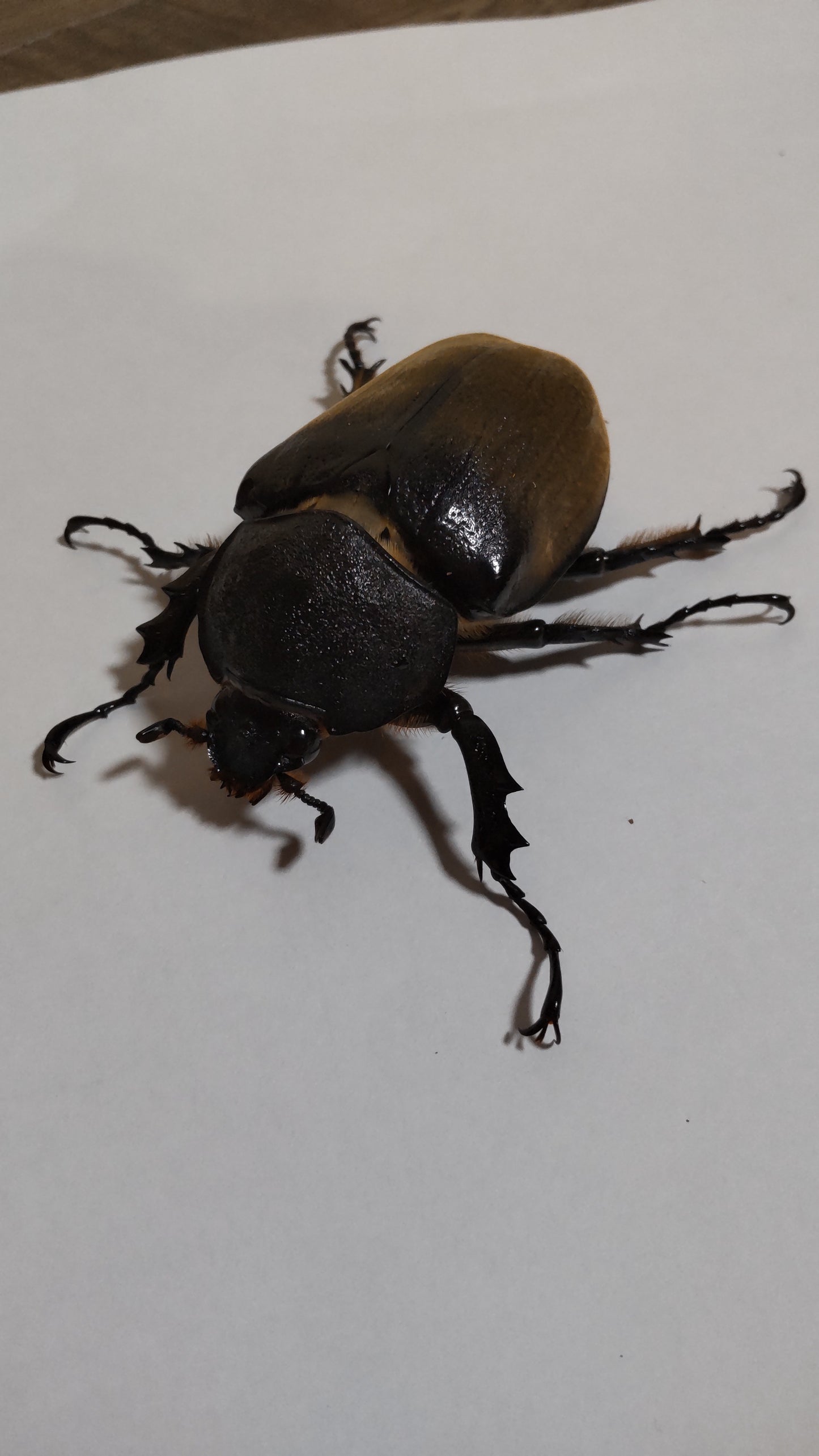 エレファスゾウカブト　成虫メス