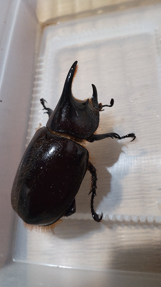 ネプチューンオオカブト　成虫　オス単品