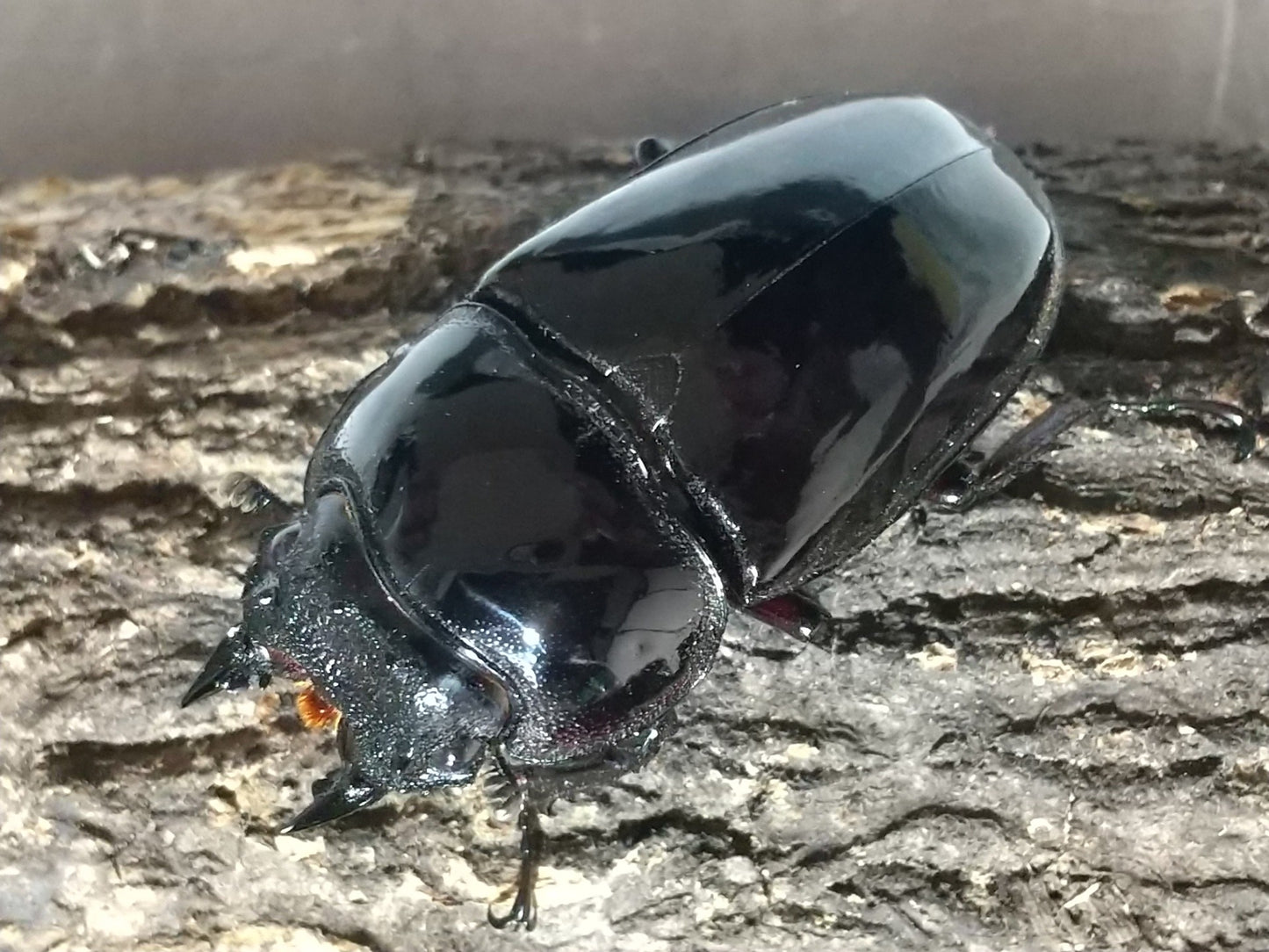 タランドゥスオオツヤクワガタ　成虫ペア