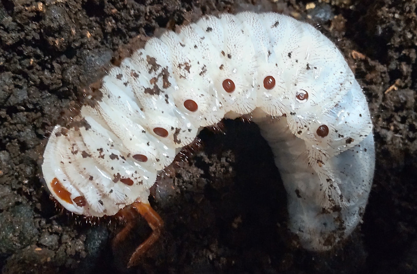 ヘラクレスリッキー　３令幼虫ペア